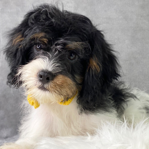 Cavapoo Puppy Benton