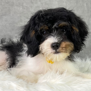 Cavapoo Puppy Benton