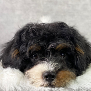 Cavapoo Puppy Benton