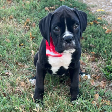 Boxer Puppy Jett