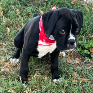 Boxer Puppy Jett
