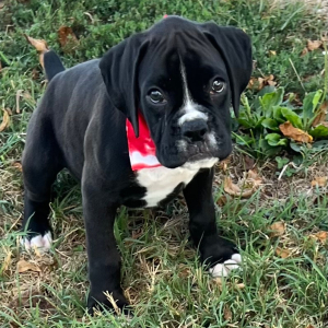 Boxer Puppy Jett