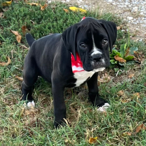 Boxer Puppy Jett