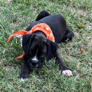Boxer Puppy Jett