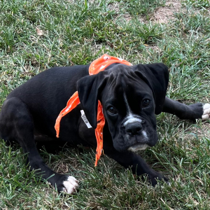 Boxer Puppy Jett