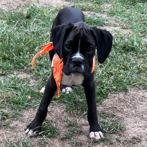 Boxer Puppy Jett