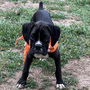 Boxer Puppy Jett