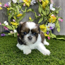 Shih Tzu Puppy Yasmin
