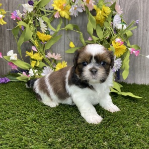 Shih Tzu Puppy Yasmin