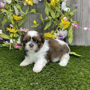 Shih Tzu Puppy Yasmin