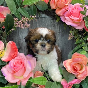 Shih Tzu Puppy Yasmin
