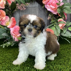 Shih Tzu Puppy Yasmin