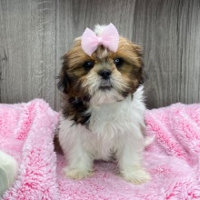 Shih Tzu Puppy Yasmin