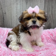 Shih Tzu Puppy Yasmin