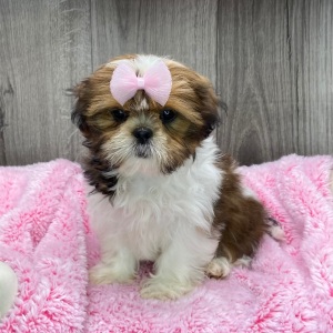 Shih Tzu Puppy Yasmin