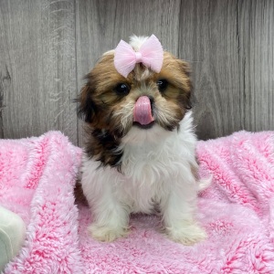 Shih Tzu Puppy Yasmin