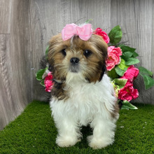 Shih Tzu Puppy Yasmin