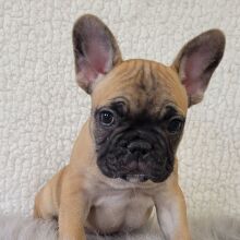 French Bulldog Puppy Ever