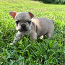 French Bulldog Puppy Astro