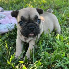 French Bulldog Puppy Sandy