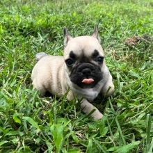 French Bulldog Puppy Sandy