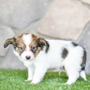 Papillon Puppy Bobby