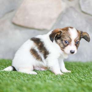 Papillon Puppy Bobby