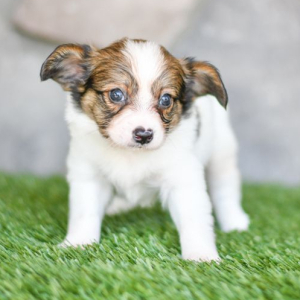 Papillon Puppy Bobby
