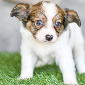 Papillon Puppy Bobby