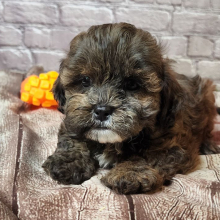 Shihpoo Puppy Ashley