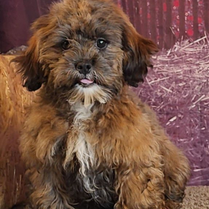 Shihpoo Puppy Ashley