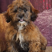 Shihpoo Puppy Ashley