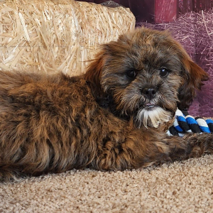 Shihpoo Puppy Ashley