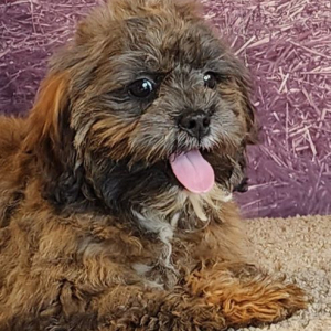 Shihpoo Puppy Ashley