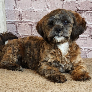 Shihpoo Puppy Ashley