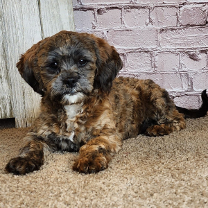 Shihpoo Puppy Ashley