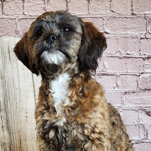 Shihpoo Puppy Ashley