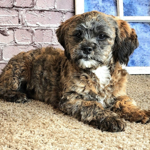 Shihpoo Puppy Ashley