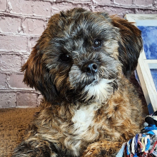 Shihpoo Puppy Ashley