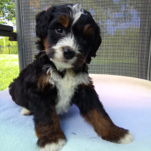 Bernedoodle Puppy Brooke