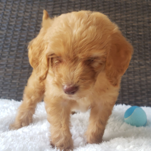 Goldendoodle Puppy Vince