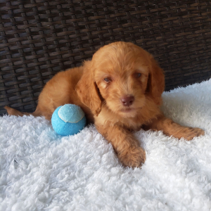 Goldendoodle Puppy Vince