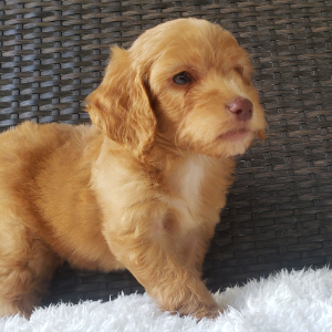 Goldendoodle Puppy Vince