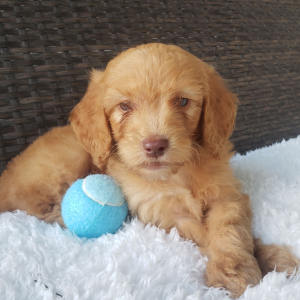 Goldendoodle Puppy Vince