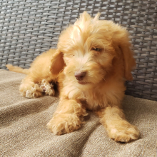 Goldendoodle Puppy Vince