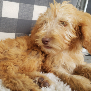 Goldendoodle Puppy Vince