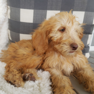 Goldendoodle Puppy Vince