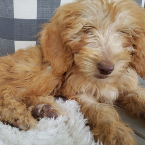 Goldendoodle Puppy Vince