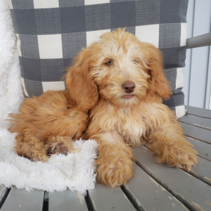 Goldendoodle Puppy Vince