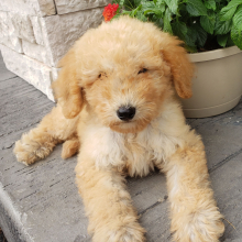 Goldendoodle Puppy Kalvin